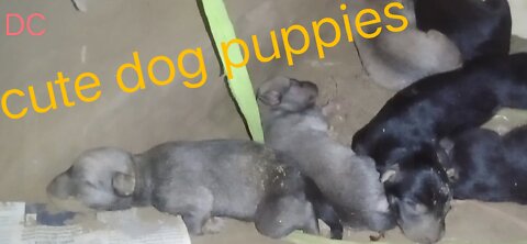 Cute dog puppiea videos. Dog puppies
