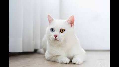 Meet the World's Most Adorable White Cat