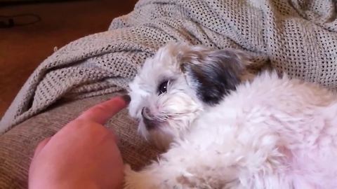 Adorable dog doesn't like her nose touched