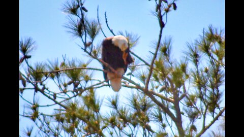 Bald eagle mate watching over the nest