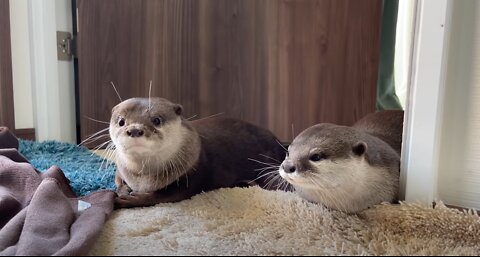 Otter Cute Morning Greeting