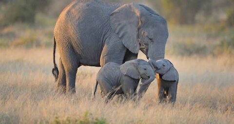 Two cute baby elephant caught playing in the jungle