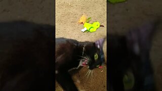 Kitty having fun #youtubeshorts #shortsfeed #shortsvideo #catlover #catshorts #cat