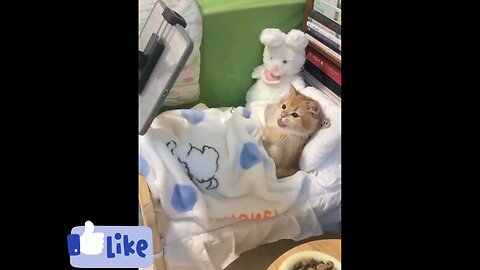 smart_kitty_s_cozy_bed'timecartoon_n_treats_cute_fun_😱😱🤣