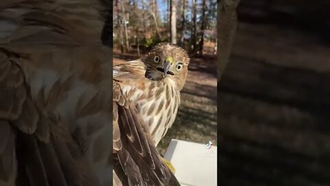 Woman catches and releases a hawk that got trapped in her patio