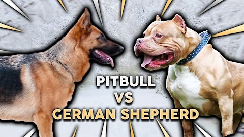 German Shephard Attacks Pitbull!!! Who won?