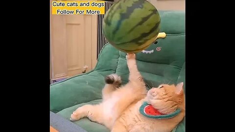 funny cats new vedio funny animals