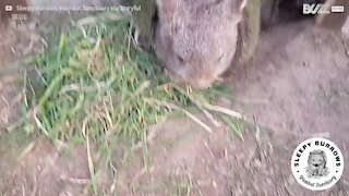 Wombat s'innervosisce quando qualcuno si avvicina al suo cibo