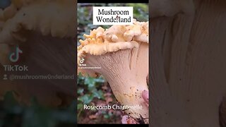 Check out this WILD mushroom! Chanterelle with Rosecomb mutation.