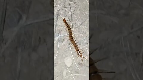 Creepy crawly Centipede! Arizona, off-grid living, desert bugs