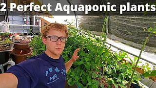 Perfect plants for aquaponics (longevity spinach and basil)