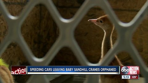 Sandhill cranes getting hit and killed by cars, officials say