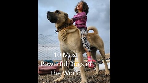 10 Most Powerful Dogs in the World_1080pFH