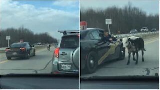Politiet jakter på en løs ku på en motorvei