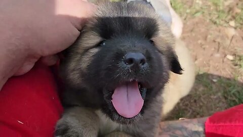 6 weeks Noble Bear. Caucasian Ovcharka, Tibetan Mastiff and American Akita