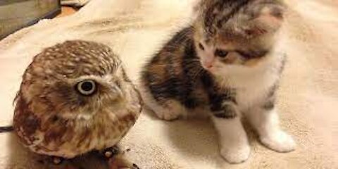 Cute Kitten Plays With Small Owl Bird