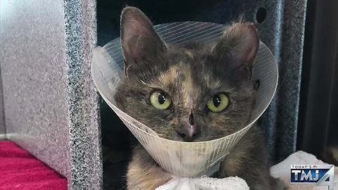 Cat rescued from dryer vent in Grafton given 'Maytag' nickname