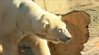 Polar bear will replace groundhog at Milwaukee County Zoo