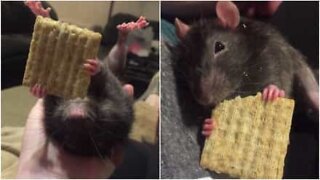 Adorable pet mouse eats a cookie