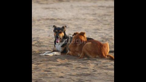 Playful pet dog in the beach with sand