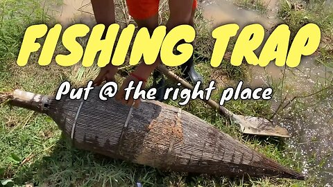 See HOW TO PLACE bamboo fish🐟🐠 trap? Here's one of many traditional fishing styles🎣🍥