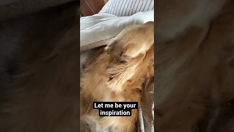 Let me be your inspiration! #goldenretrievers #pei #puppy #goldenretriever