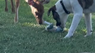 Fawn tries to play with dogs, gets totally taken out