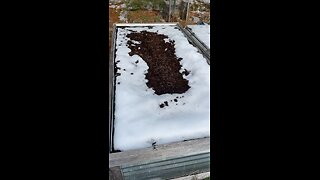Trench compost heated up under the snow
