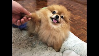 Adorable Puppies Clips Compilation