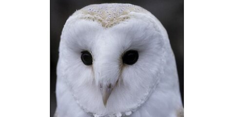 la Vérité sur le hibou et le Grove