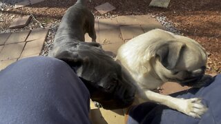 Queen Sophia Kay of the South AKC puppy play with my sisters bf dog buddy great weather