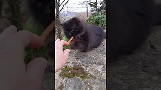 Feeding Stray Cats - Clawed by Fluffy Black Feral Feline