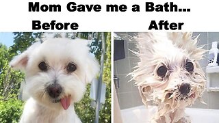 Hilarious Dog Memes | Animal Memes Ep 2 #akornzstash