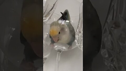 Bird Gets Inside Wine Glass Cabinet As Owner Tries To Remove Them