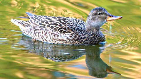 Mrs. Gadwall Duck's Turn to do Solo Swimming