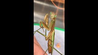 Beautiful golden mantis grooming herself.