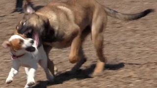 Dog Demolition Derby