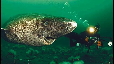 Estimated 512 years old Greenland shark found in the Artic