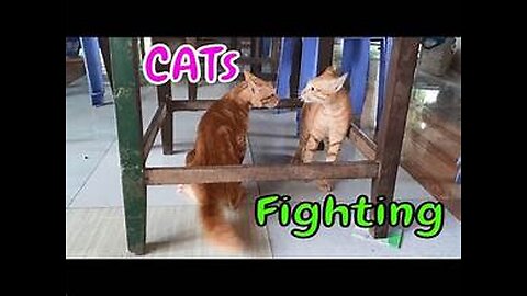 Bloody Brother Cats Meowing Fighting - You'll Regret Skipping Watching This Vide