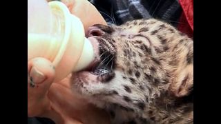 Near-Extinct Leopard Cubs