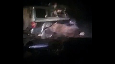 Bear attacks car and destroys it! 😨 and chases passengers