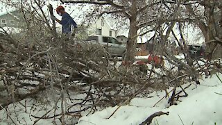 Spring snowstorm creates wealth of work for arborists