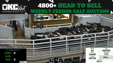 12/14/2022 - OKC West Feeder Calf Auction