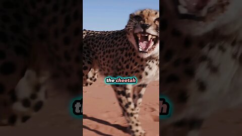 Wild Encounters: Witnessing Cheetah Elegance! #NatureDocumentary #BigCats #shorts