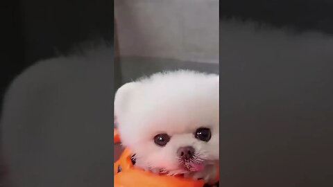 #shortvideo, cute dog