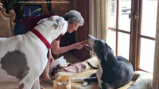 Happy Great Danes Enjoy Gift Bag of Chicken Fingers