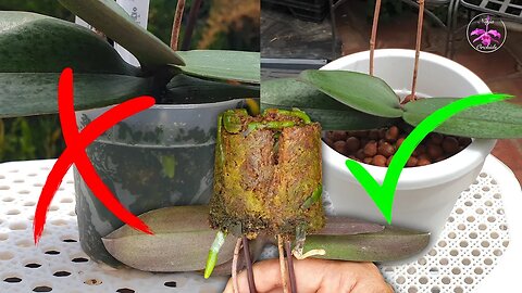 Packed Moss Orchid Repot Tutorial | Gentle Media Removal & Potting Up Tips #ninjaorchids