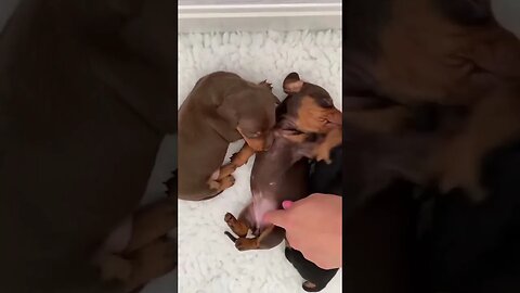 A Mother's Love: Dachshund and Her Puppies Sleeping Peacefully