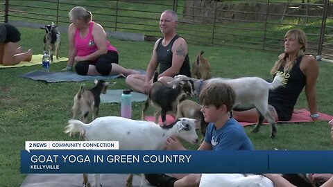 Goat Yoga in Green Country