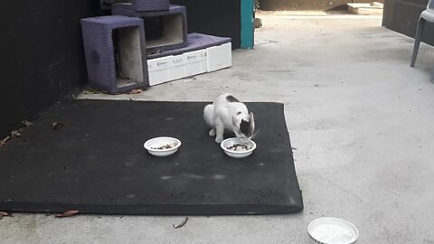 The hungry cat ate both bowls.